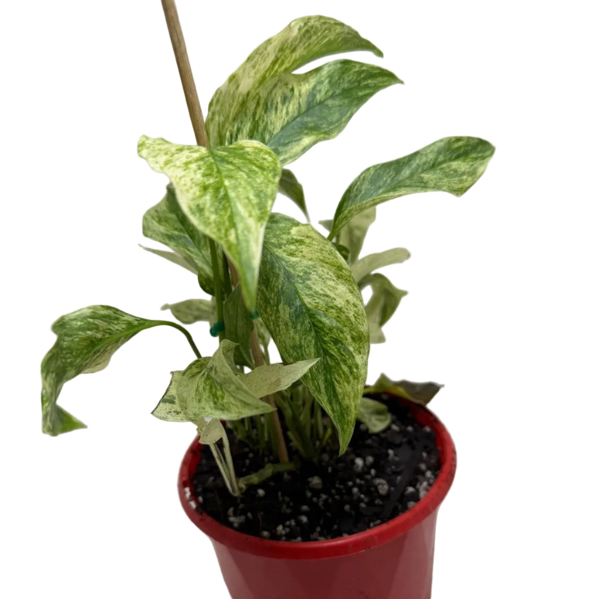 Monstera Laniata Variegata | Rare & Exotic Plant