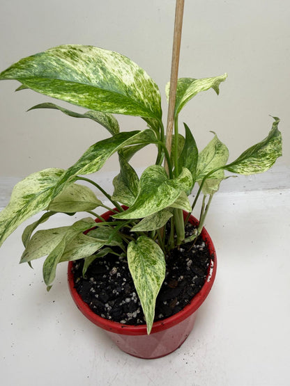 Monstera Laniata Variegata | Rare & Exotic Plant