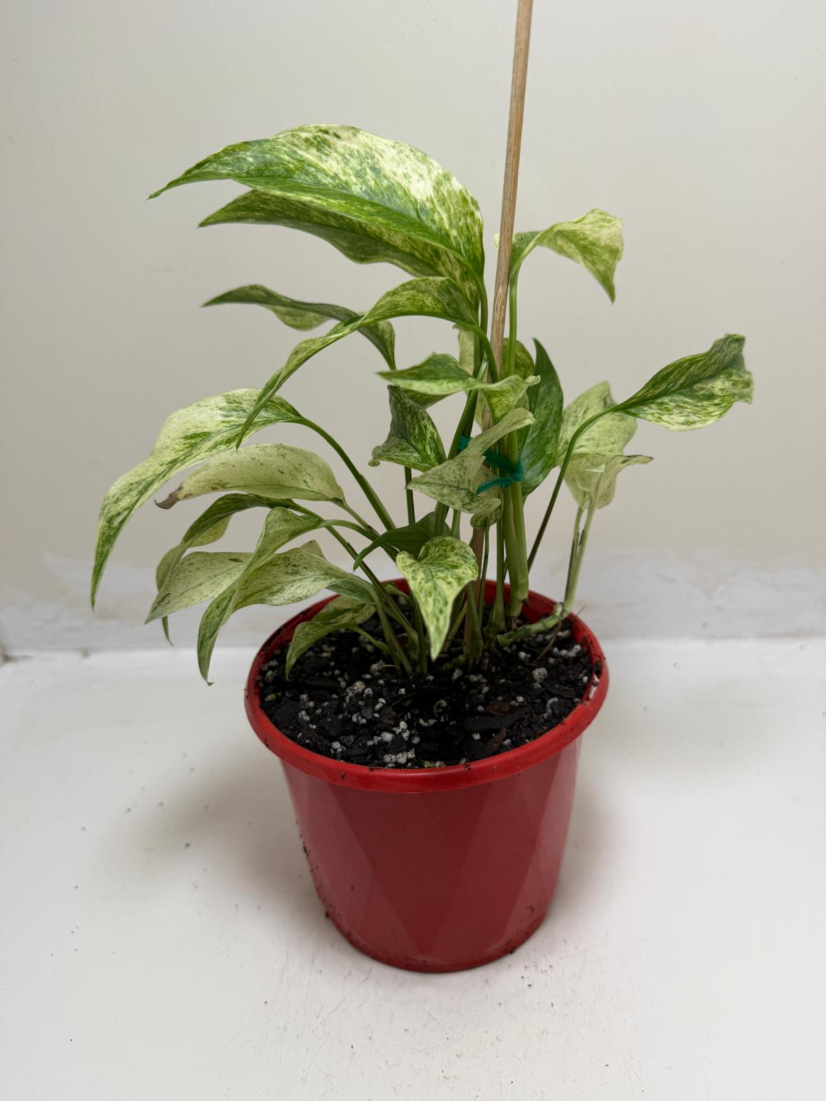 Monstera Laniata Variegata | Rare & Exotic Plant