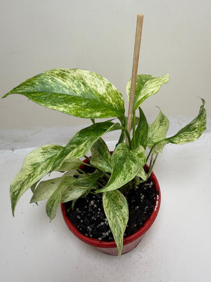 Monstera Laniata Variegata | Rare & Exotic Plant