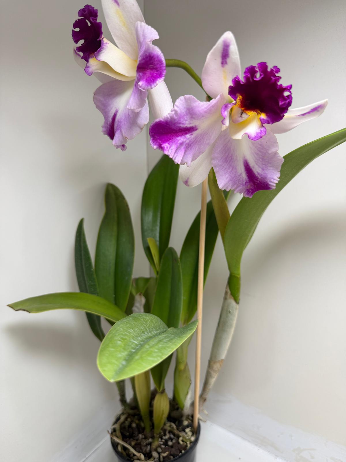 Rth. Topaz Celebration 'Florid' | Rare Orchid