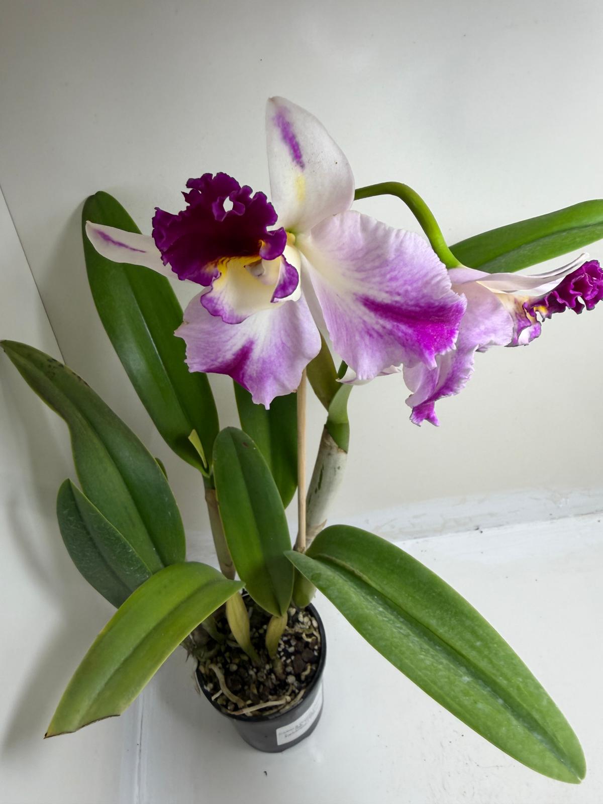 Rth. Topaz Celebration 'Florid' | Rare Orchid
