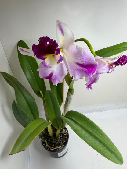 Rth. Topaz Celebration 'Florid' | Rare Orchid