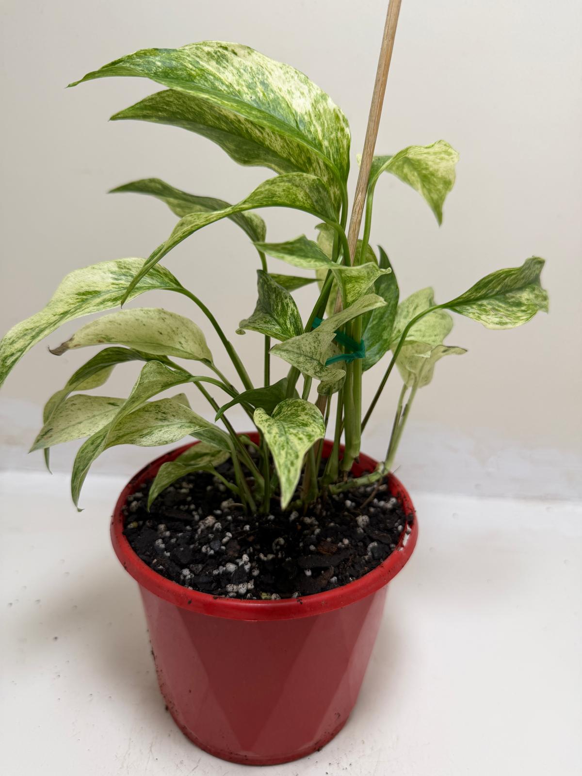 Monstera Laniata Variegata | Rare & Exotic Plant