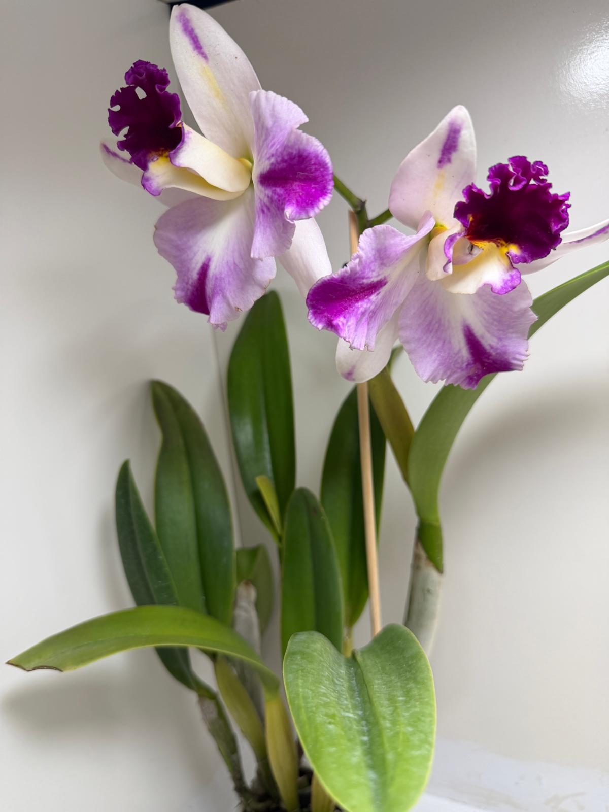Rth. Topaz Celebration 'Florid' | Rare Orchid