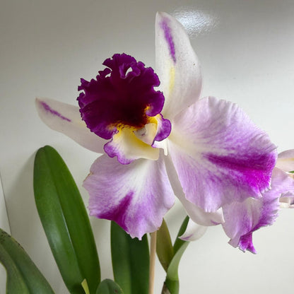 Rth. Topaz Celebration 'Florid' | Rare Orchid