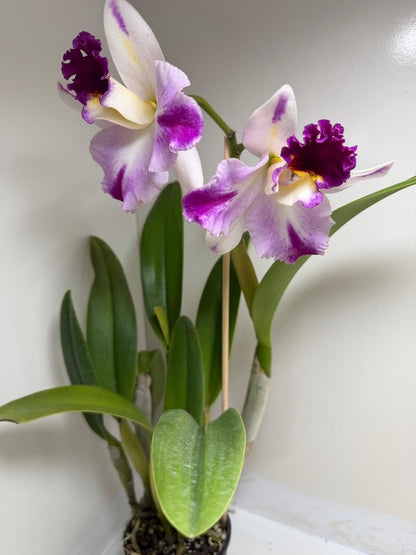 Rth. Topaz Celebration 'Florid' | Rare Orchid