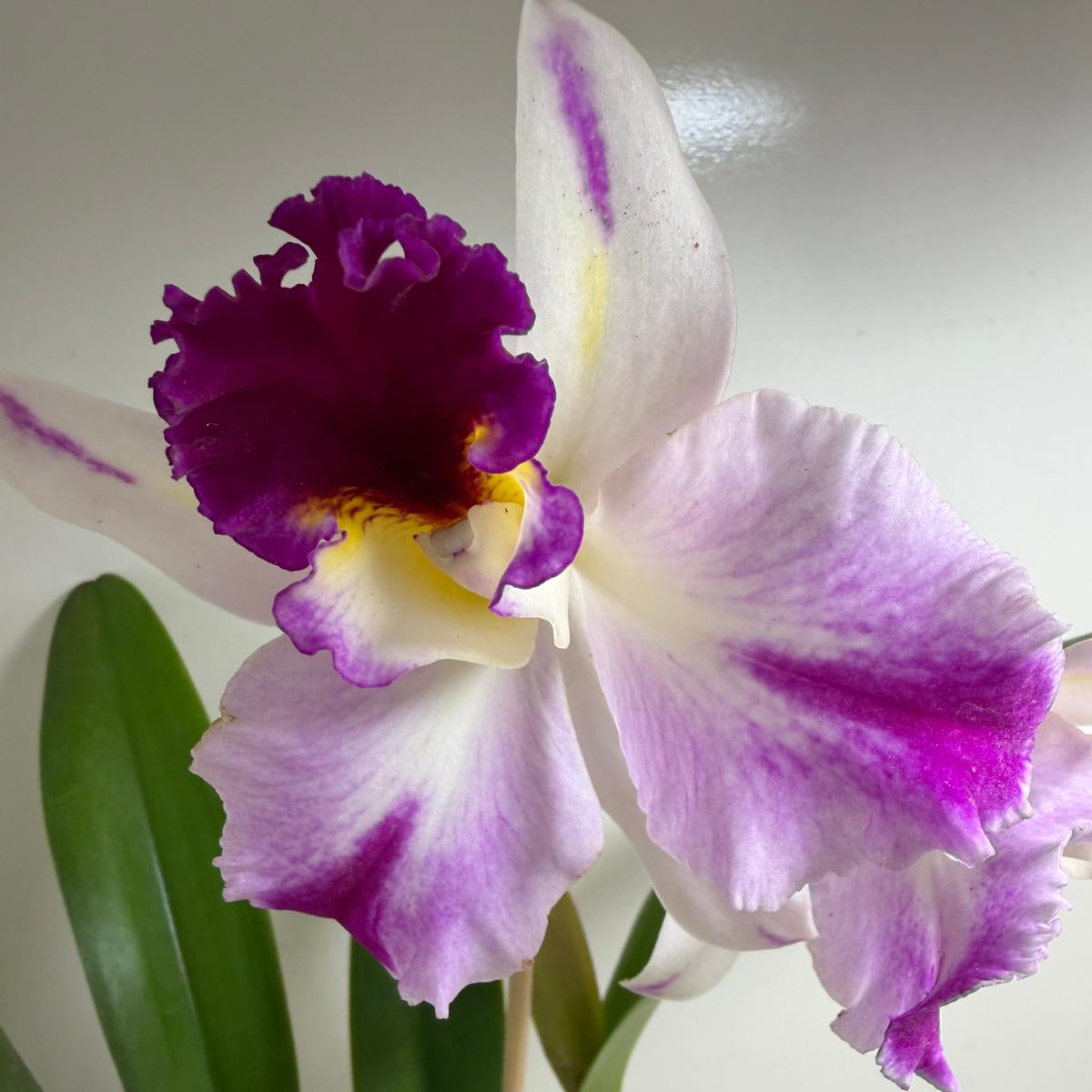 Rth. Topaz Celebration 'Florid' | Rare Orchid