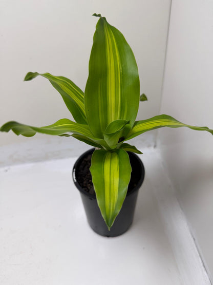 Dracaena fragrans 'Massangeana' (Happy Plant) totem Special