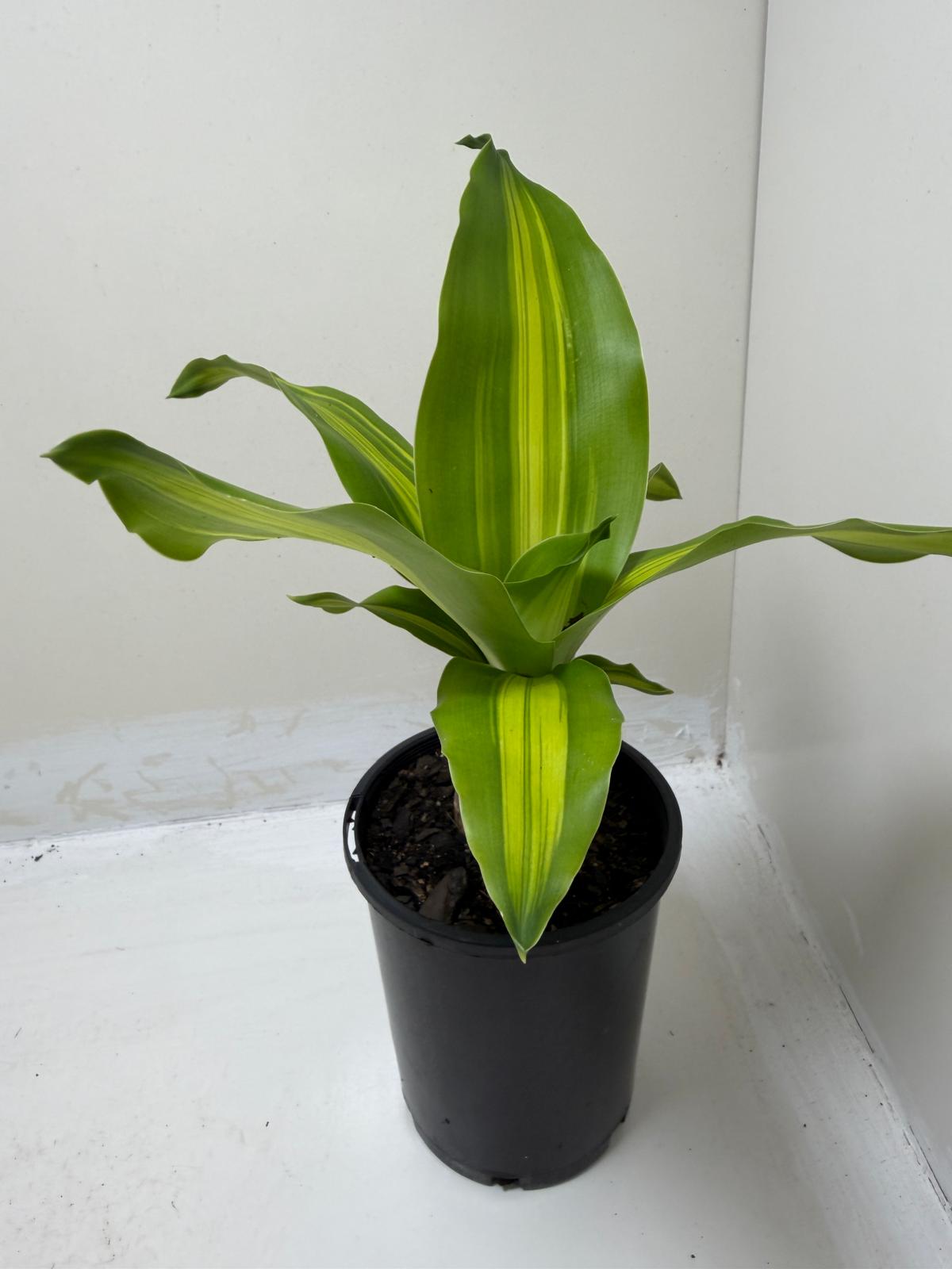 Dracaena fragrans 'Massangeana' (Happy Plant) totem Special