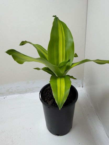 Dracaena fragrans 'Massangeana' (Happy Plant) totem Special