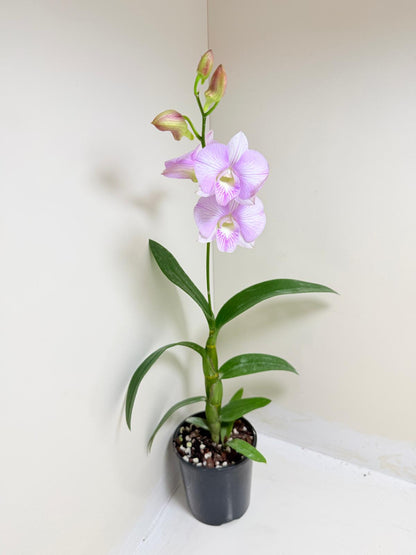 Buy Dendrobium Burana Stripe | Orchid Hybrid