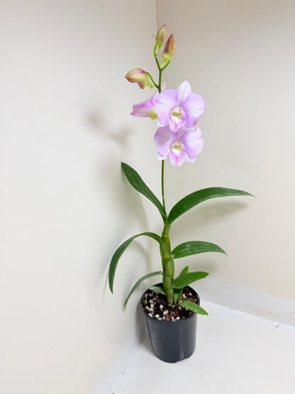 Buy Dendrobium Burana Stripe | Orchid Hybrid