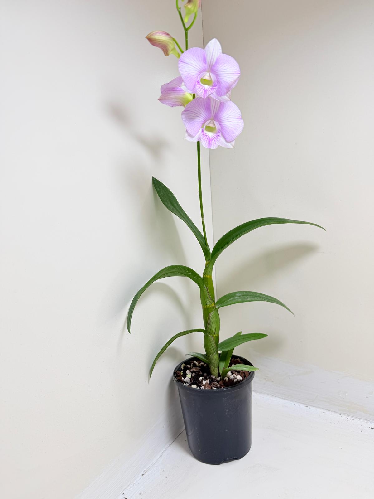 Buy Dendrobium Burana Stripe | Orchid Hybrid