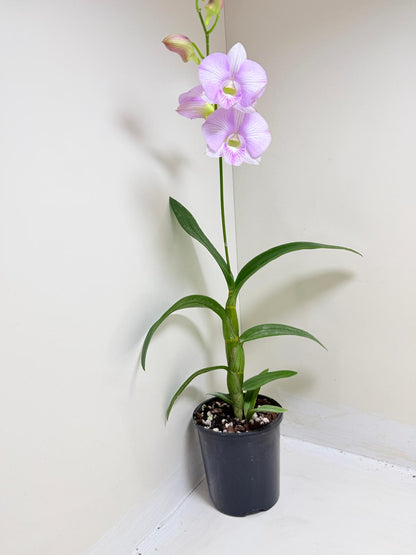 Buy Dendrobium Burana Stripe | Orchid Hybrid