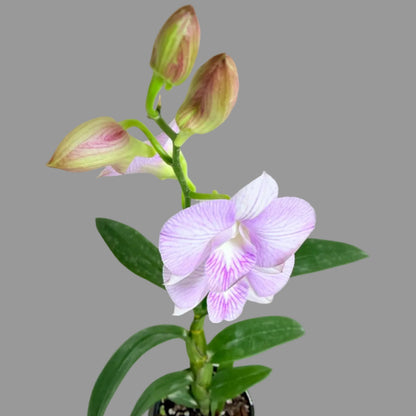 Buy Dendrobium Burana Stripe | Orchid Hybrid