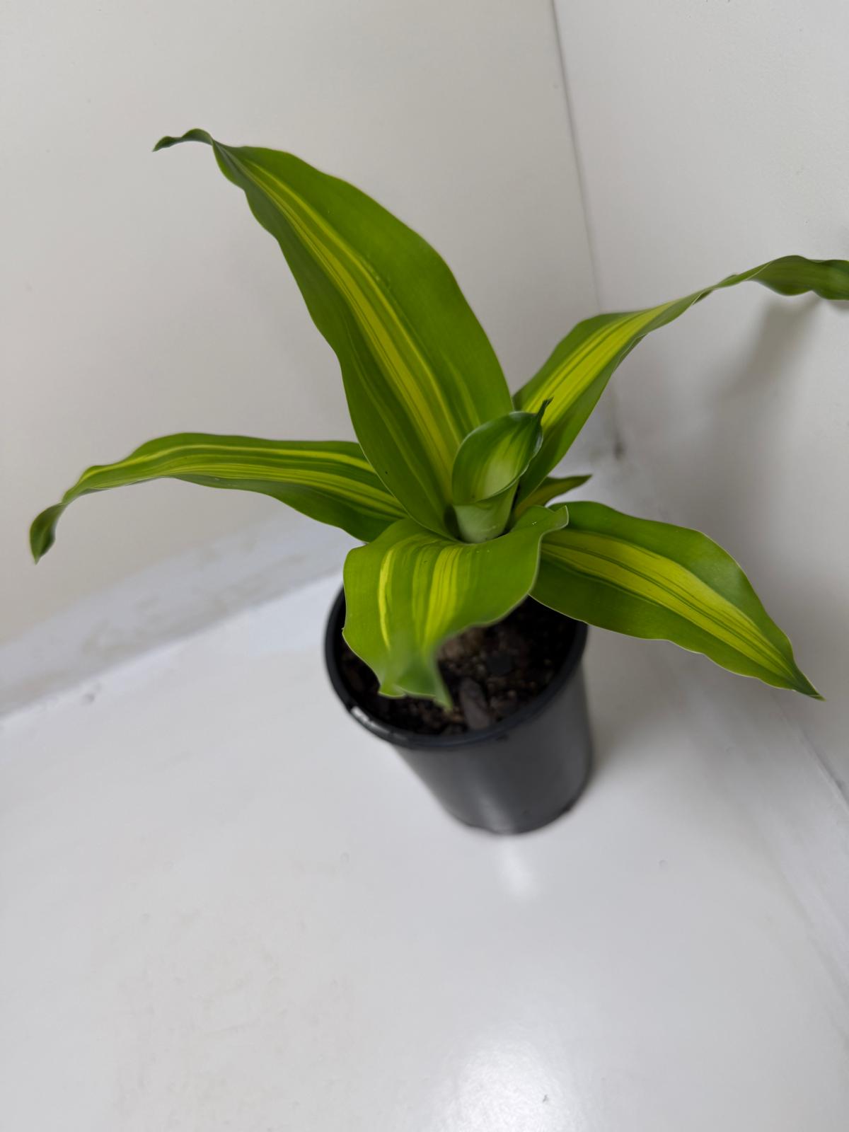 Buy Happy Plant | Indoor Foliage Plant