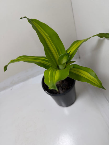 Buy Happy Plant | Indoor Foliage Plant