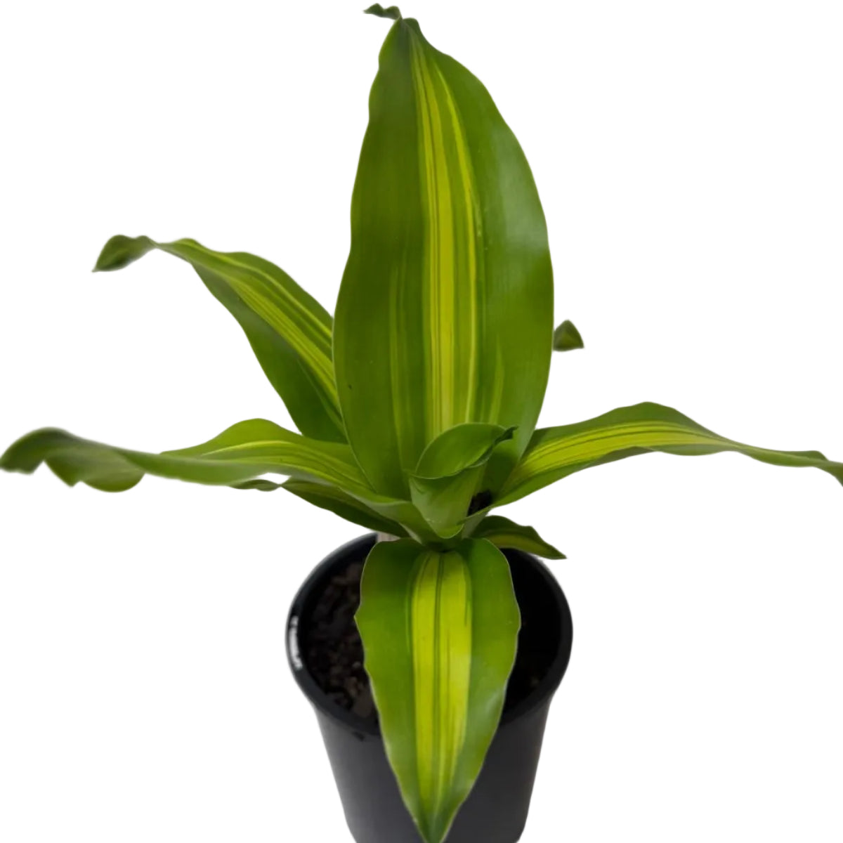 Buy Happy Plant | Indoor Foliage Plant