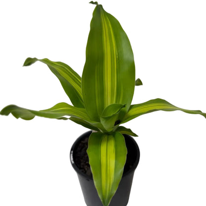 Buy Happy Plant | Indoor Foliage Plant