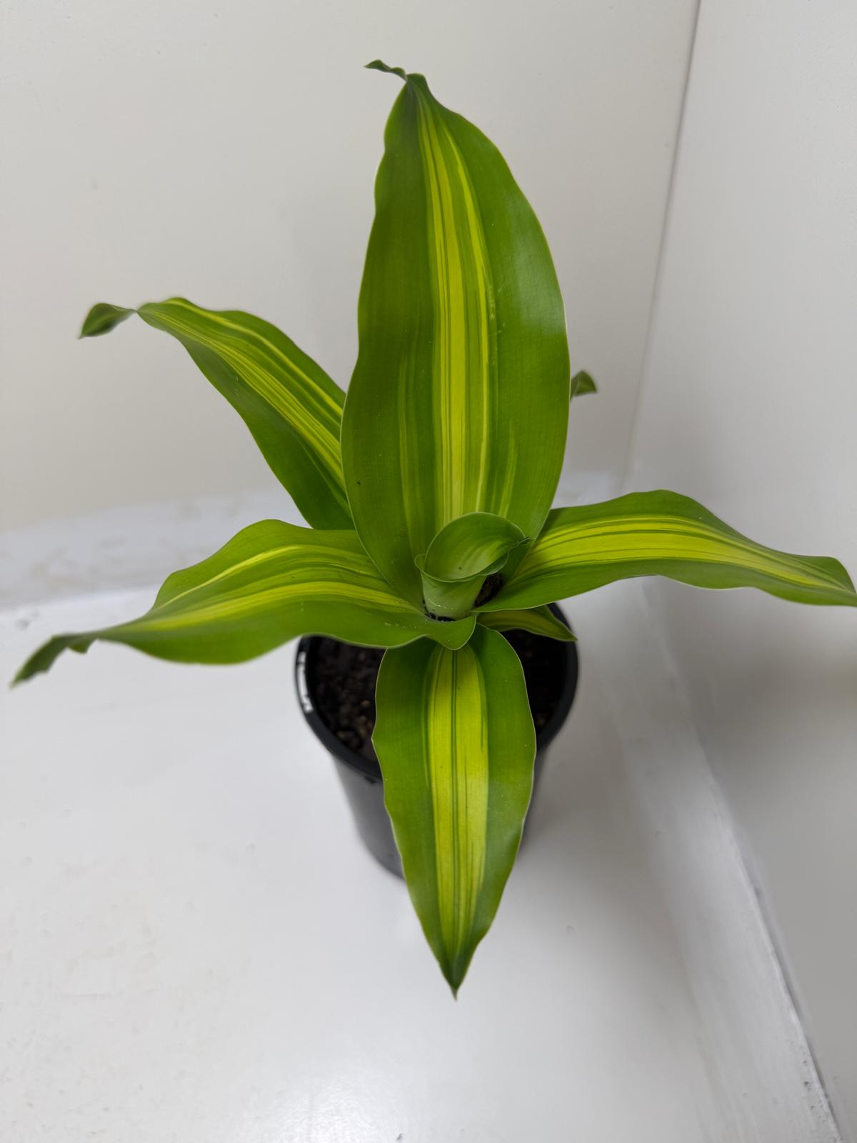 Buy Happy Plant | Indoor Foliage Plant