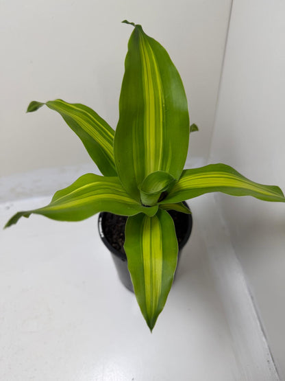 Buy Happy Plant | Indoor Foliage Plant