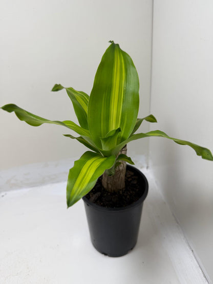 Buy Happy Plant | Indoor Foliage Plant