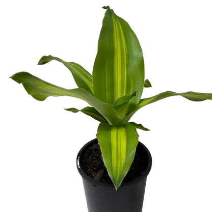 Buy Happy Plant | Indoor Foliage Plant
