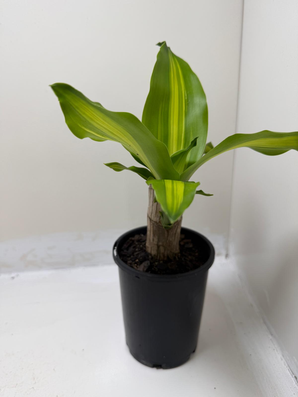 Buy Happy Plant | Indoor Foliage Plant