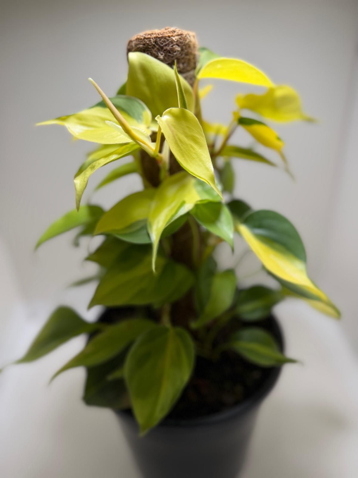 Buy Philodendron Brasil | Easy Care Indoor Plant