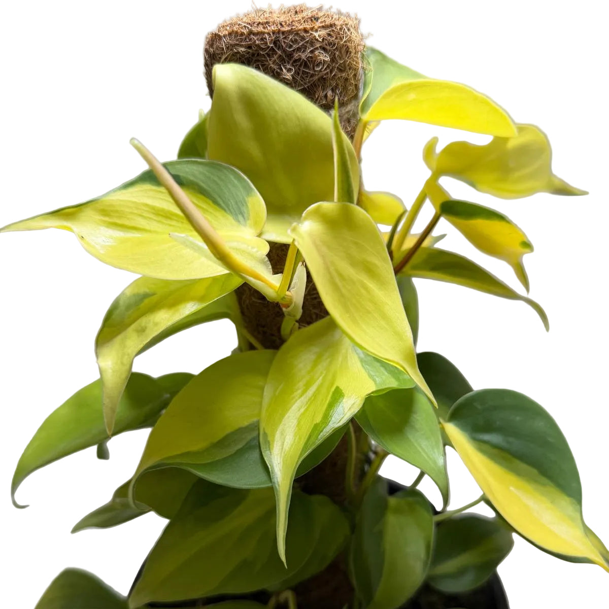 Buy Philodendron Brasil | Easy Care Indoor Plant