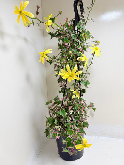 Buy Variegated Wax Ivy | Trailing Indoor Plant