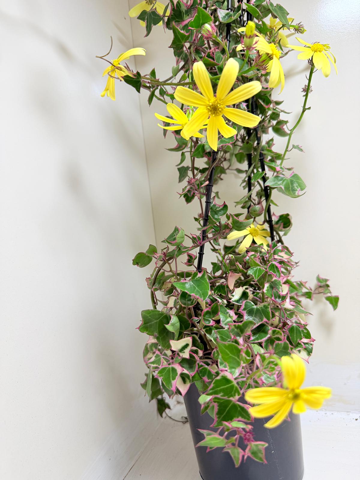 Buy Variegated Wax Ivy | Trailing Indoor Plant