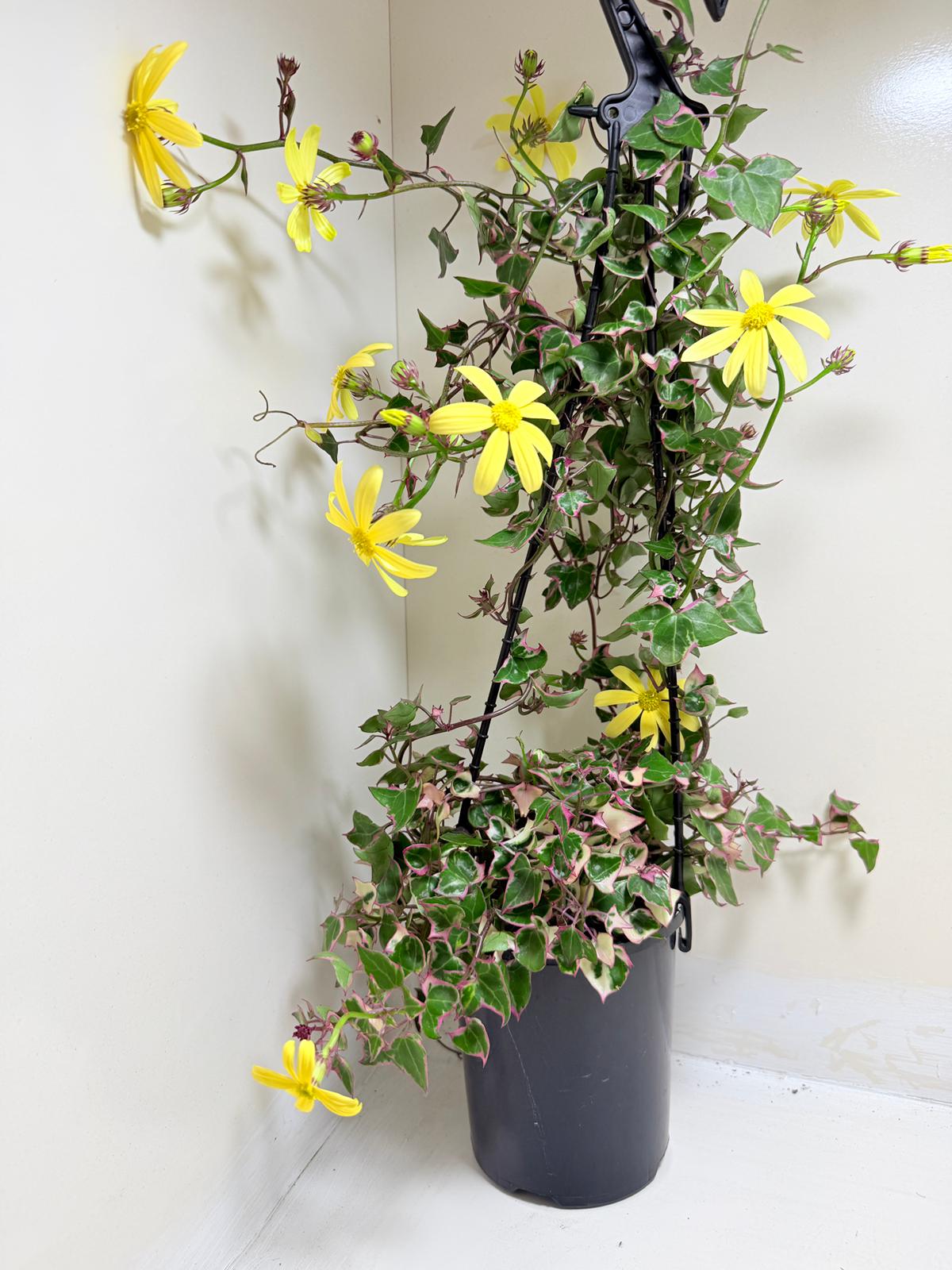 Buy Variegated Wax Ivy | Trailing Indoor Plant