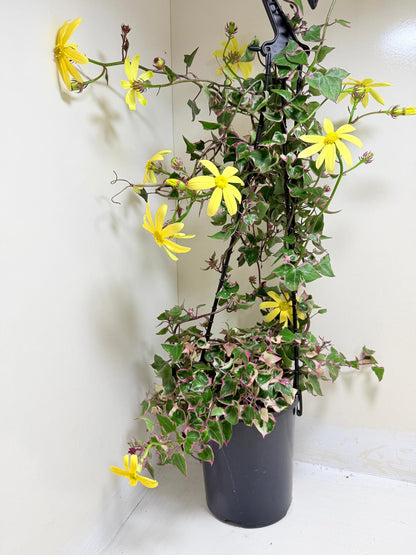 Buy Variegated Wax Ivy | Trailing Indoor Plant