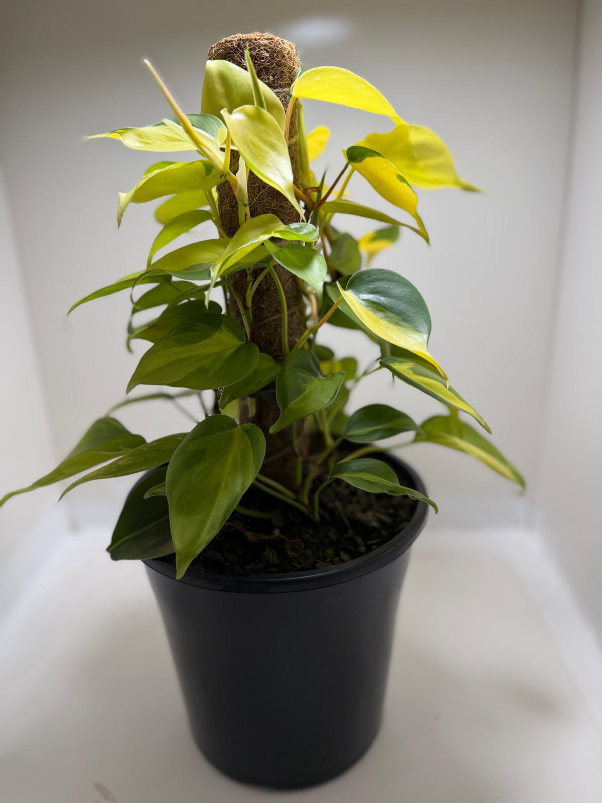 Buy Philodendron Brasil | Easy Care Indoor Plant