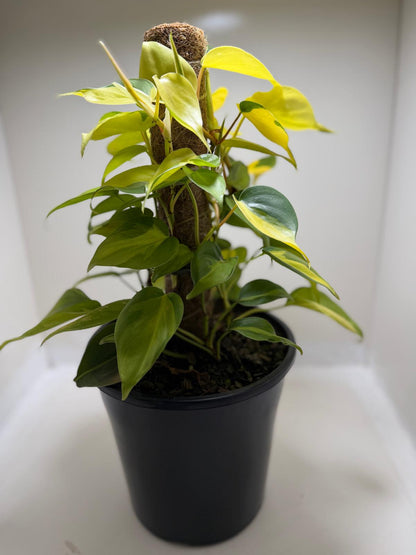 Buy Philodendron Brasil | Easy Care Indoor Plant