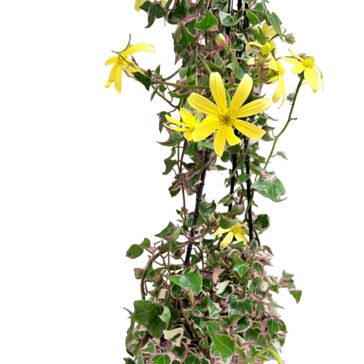 Buy Variegated Wax Ivy | Trailing Indoor Plant