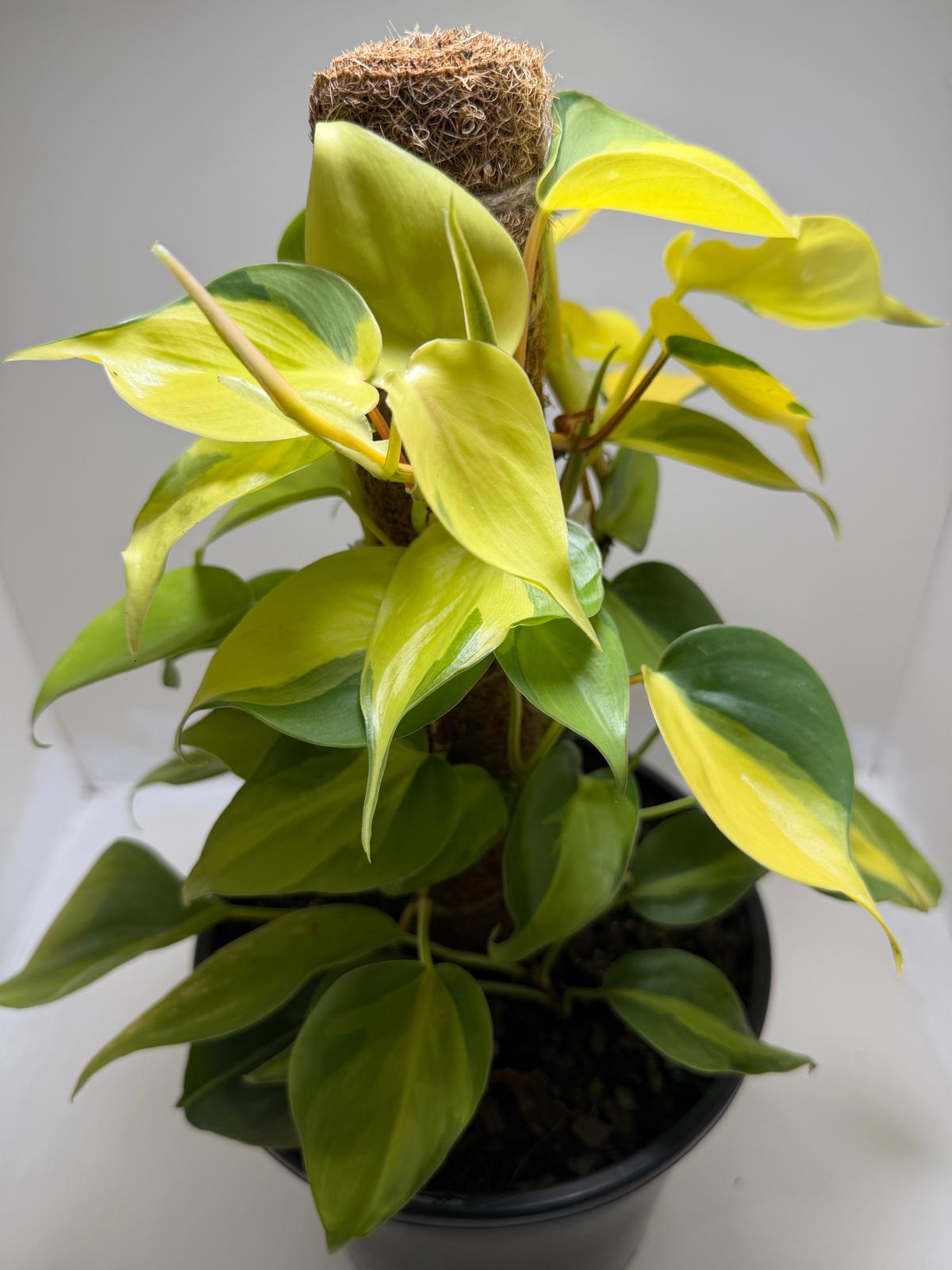 Buy Philodendron Brasil | Easy Care Indoor Plant