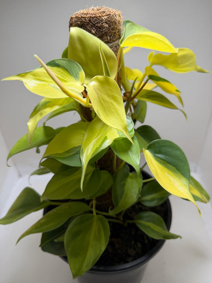 Buy Philodendron Brasil | Easy Care Indoor Plant