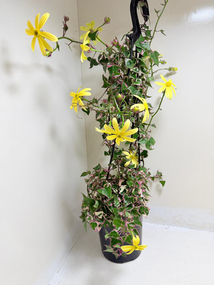 Buy Variegated Wax Ivy | Trailing Indoor Plant