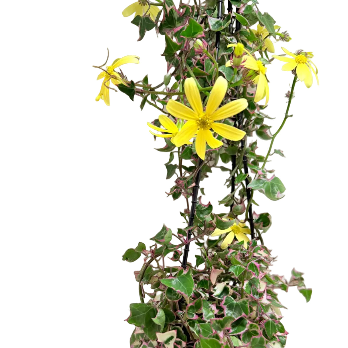Buy Variegated Wax Ivy | Trailing Indoor Plant