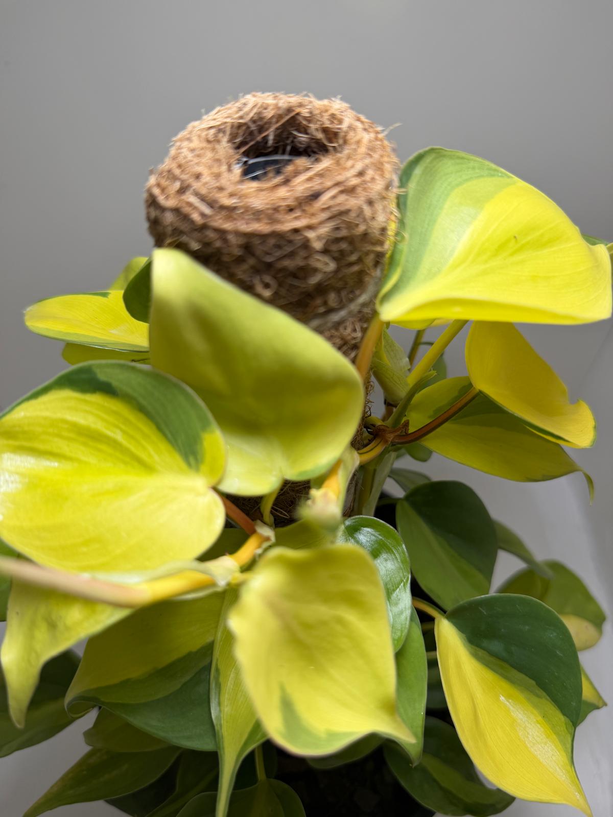 Buy Philodendron Brasil | Easy Care Indoor Plant
