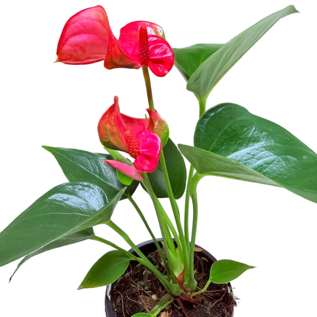 Buy Anthurium Melito | Tropical Indoor Plant
