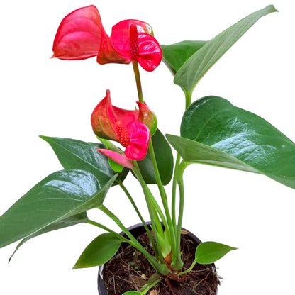 Buy Anthurium Melito | Tropical Indoor Plant