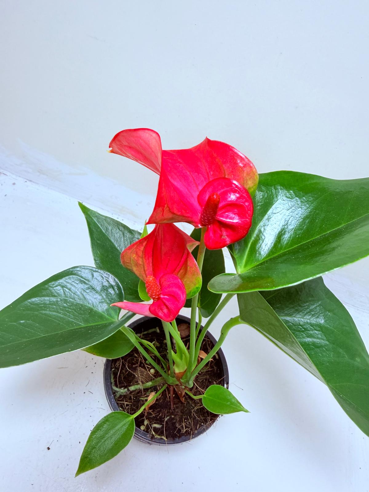 Buy Anthurium Melito | Tropical Indoor Plant