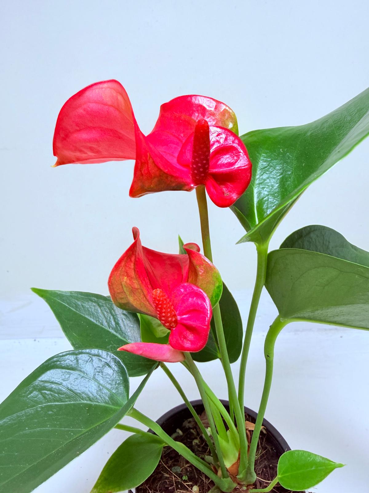 Buy Anthurium Melito | Tropical Indoor Plant
