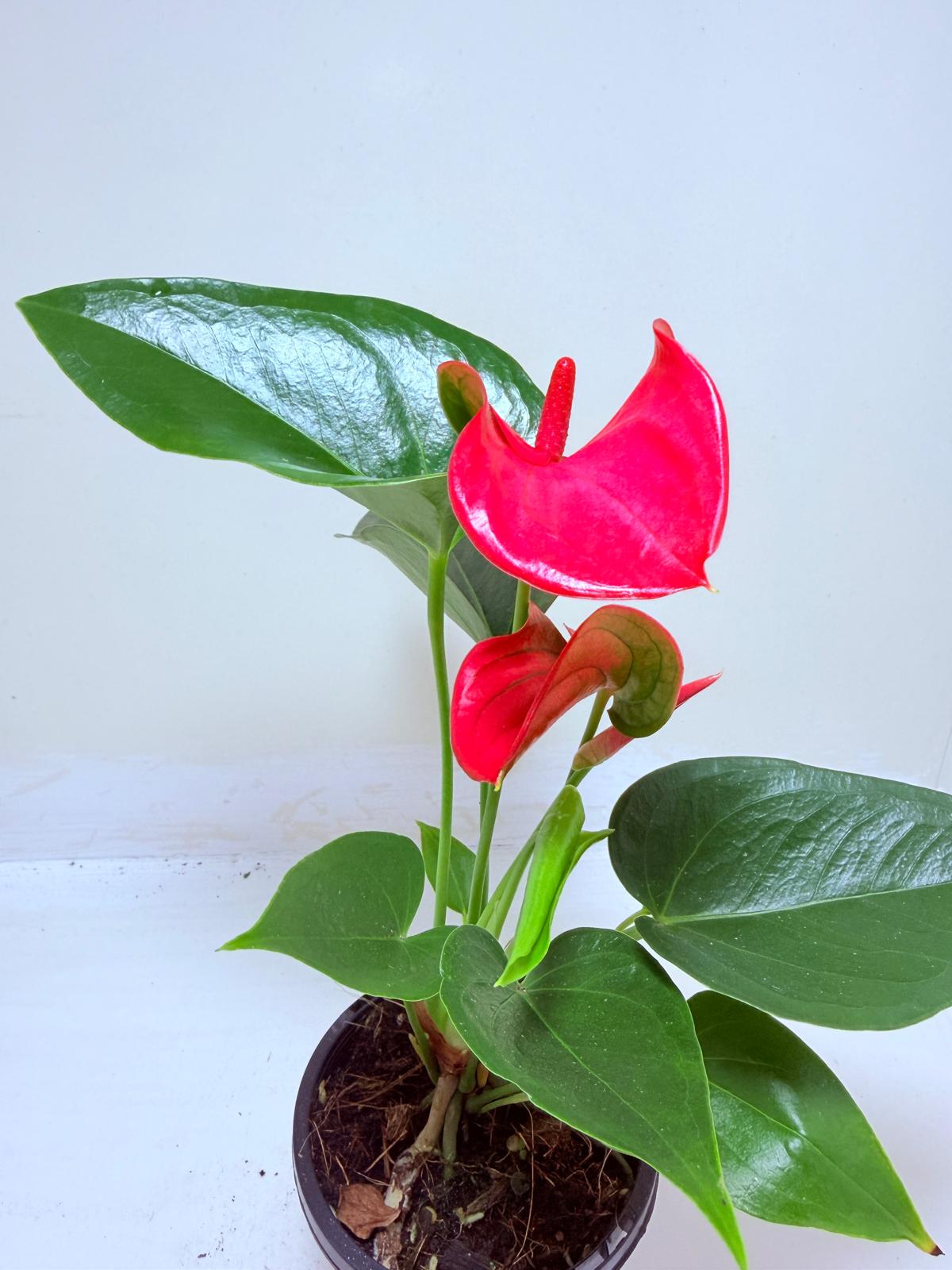 Buy Anthurium Melito | Tropical Indoor Plant