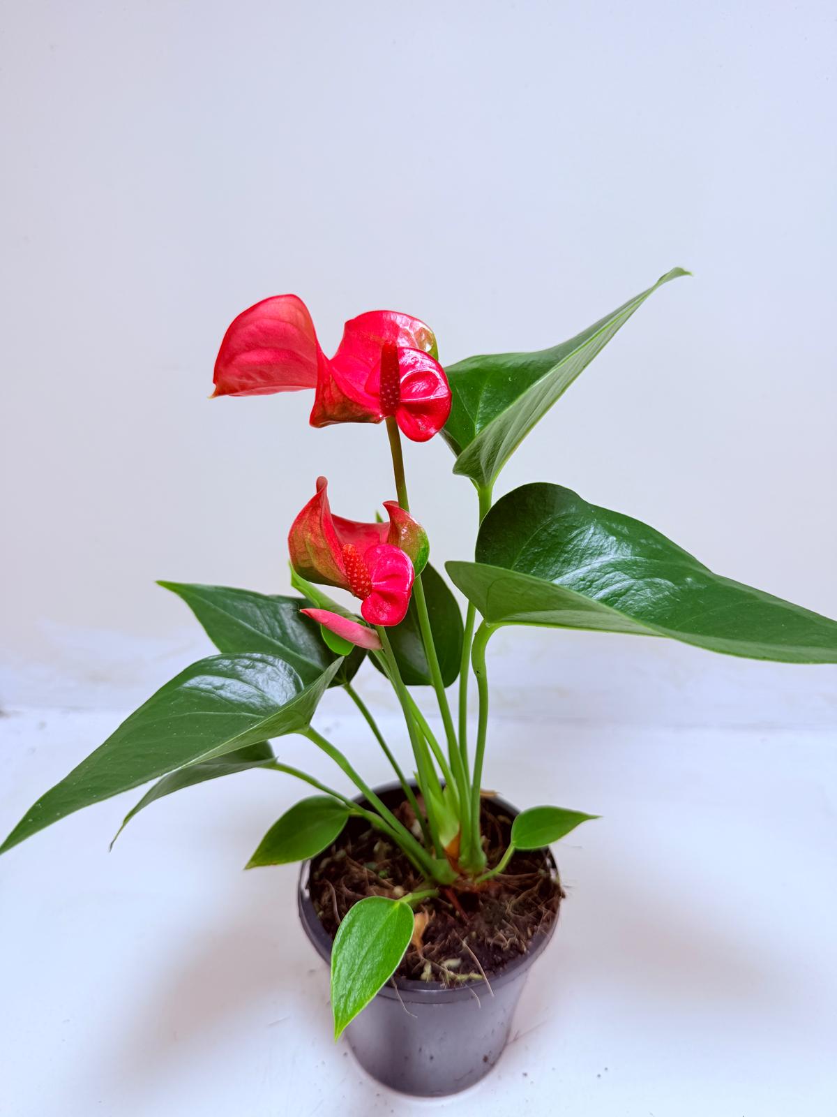 Buy Anthurium Melito | Tropical Indoor Plant