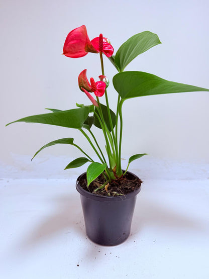 Buy Anthurium Melito | Tropical Indoor Plant